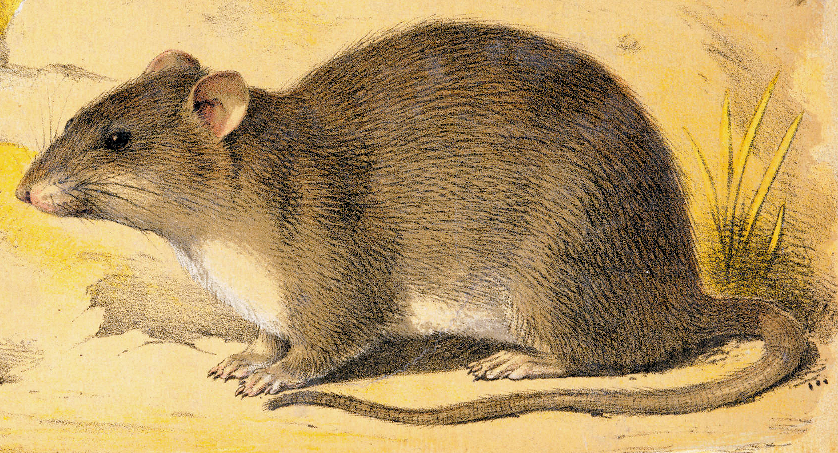Vintage colour illustration of a brown rat