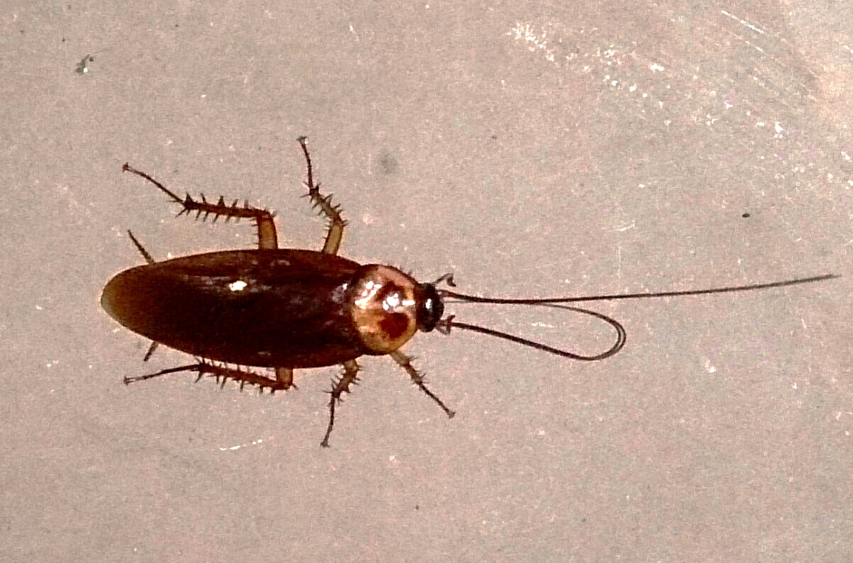 Close-up of a common cockroach on a light surface