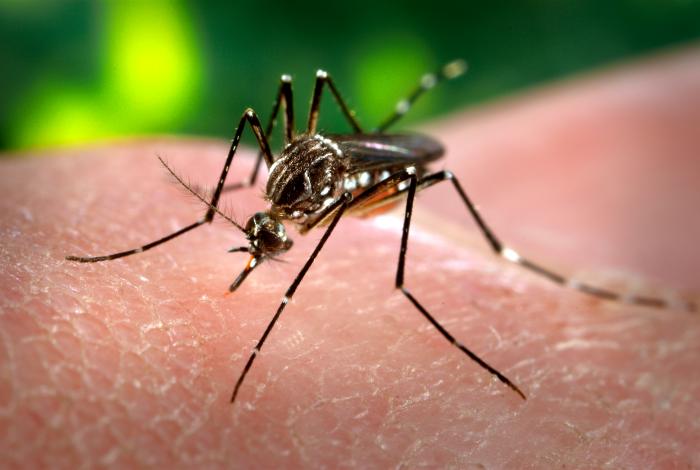 Close-up of an Aedes aegypti mosquito