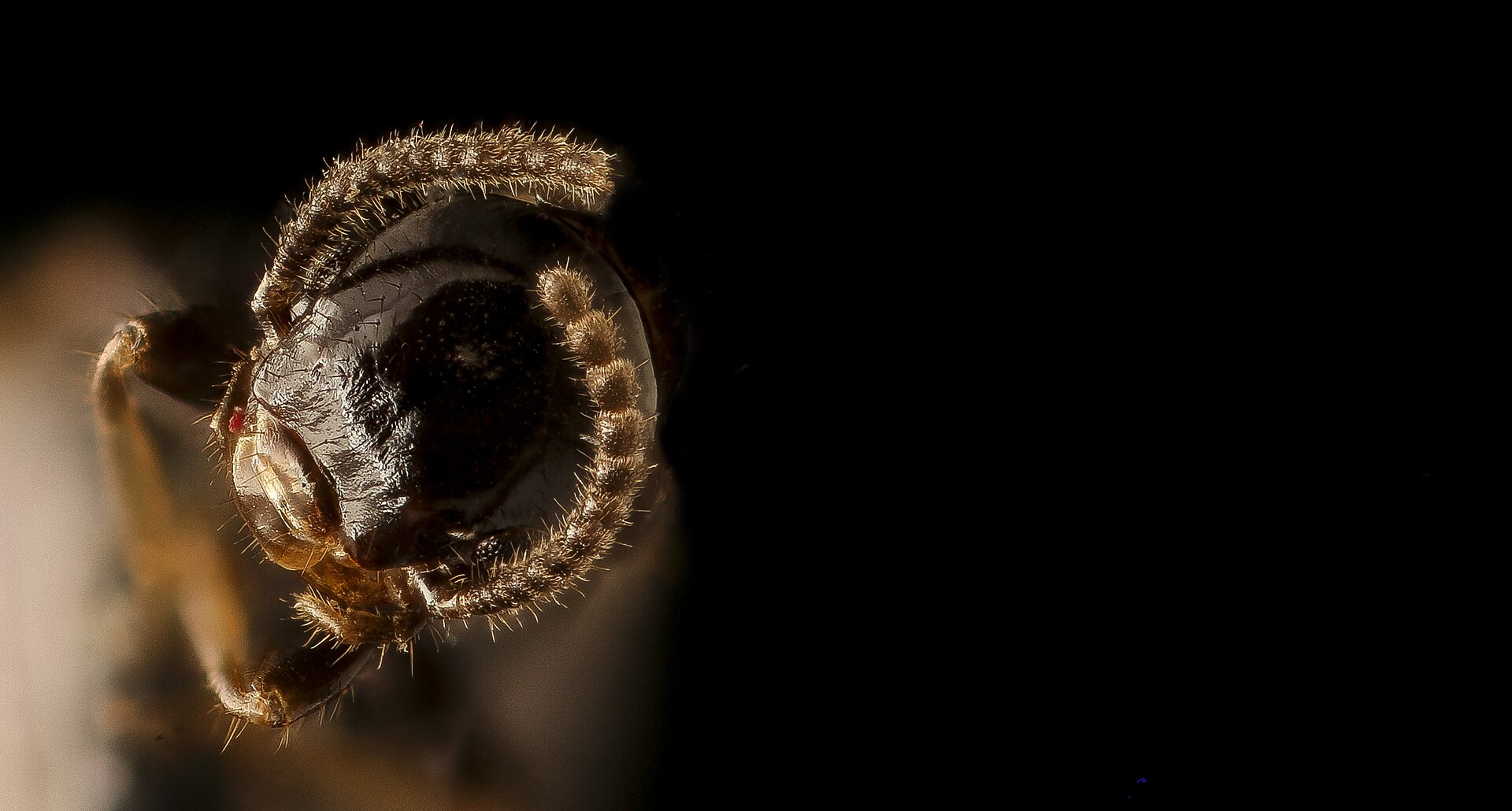 Close-up of the head of a winged termite